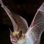 bat tested for rabies