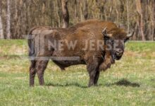 bison