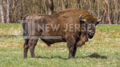bison