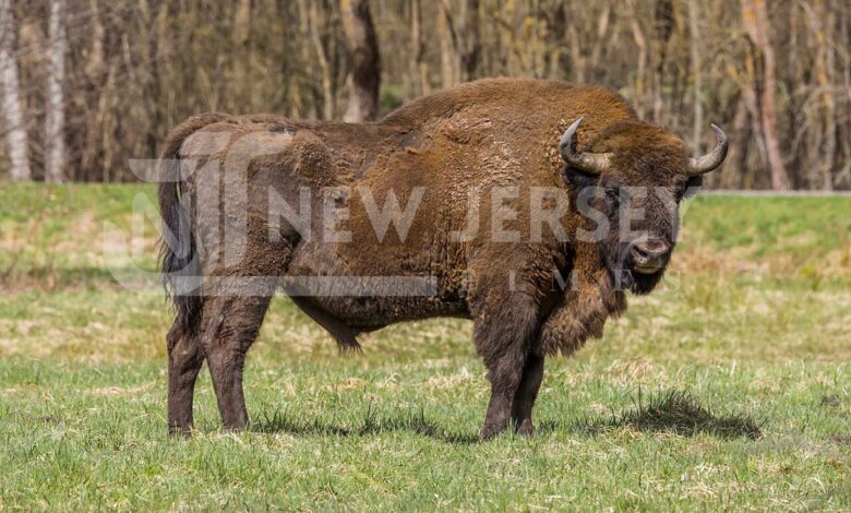 bison