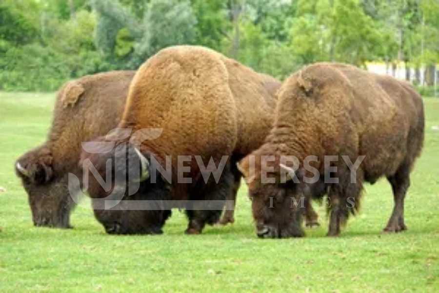 bison removed from federal land