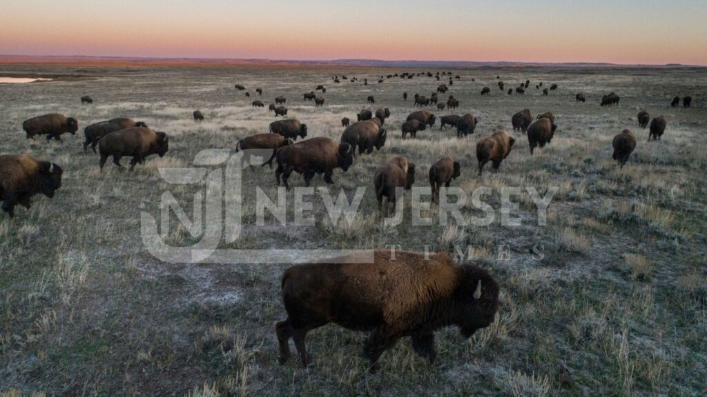 federal grasslands wildlife